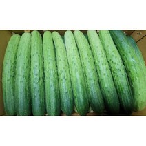 백오이/백다다기 (특) 오이지 오이소박이추천 3kg 5kg 10kg, 백다다기 3kg15개내외