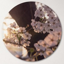 pf396-원형아크릴액자_봄의향기가느껴지는벚꽃, 이미지3