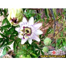 코룰리아시계초, 1개