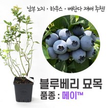 깨비농장 블루베리 나무 묘목 재배 키우기 (품종: 메이 TH-921), 1개