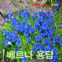 팝플라워 베르나용담 (Gentiana verna) 씨앗 15립
