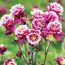 [모야모 꽃씨] 장미매발톱 15립 씨앗 가을파종