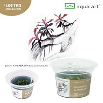 아쿠아아트 부세파란드라 니들 리프 무균 조직배양 컵 수초