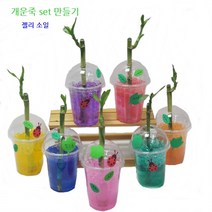 트리앤 개운죽 테이블야자 행운목 마리모 식물 키우기 개운죽 키우기, 1. 개운죽  set기본 1개