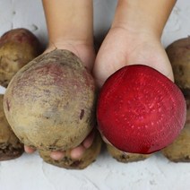 제천 제주 생비트 레드비트 고당도 비트 3kg 5kg 10kg, 푸 고당도 비트 3kg, 1개