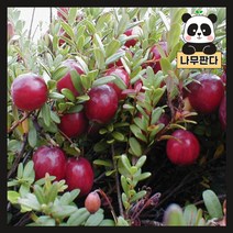 (나무판다) 크랜베리 나무 묘목 포트, 1. 2년포트 (2주묶음), 1개