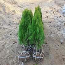 푸른묘목농원 황금측백나무 분묘 70cm이상