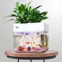 물고기 구피 베타 금붕어 거북이 키우기 제브라디니오 아쿠아포닉스화분, 화이트