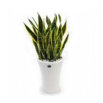 디씨플라워 관엽화분, 99999개, 14.산세베리아(대)