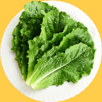 농장직송 로메인상추 1KG 2KG