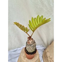 멕시코 소철 Zamia pumila 소형