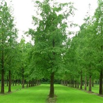 같이가치농원 메타세콰이어나무 묘목(H1.5전후)