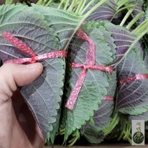 새벽들 밀양 깻잎 특품(1단 3단 50단(1.5-2kg)), 1box, 50단(1.5-2kg)