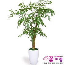 꽃뜨랑 개업화분 전국당일꽃배달 스투키 행운목 금전수 황금죽, 1개, a25 해피트리