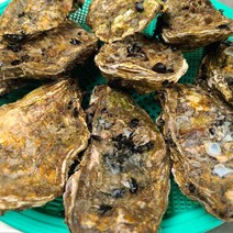국산 통영 생굴 500g 1kg 횟감 용 굴 깐굴 대 삼배체 석화 하프셀, 13. 삼배체 석화 4kg