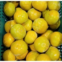 경남 햇 단감 2.5kg 14-18개 비타민C 감말랭이 감식초 감스무디 과일, 단품, 단품