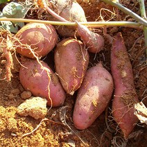 해남 황토 꿀고구마 5kg 한입/중/대/특상 모음 골라담기 베니하루카, 04. [추천] 꿀고구마 5kg (특상)