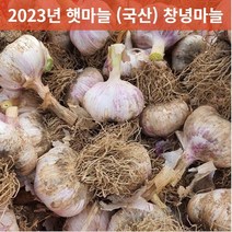 23년 국산 창녕 햇마늘 직접재배 산지직송 통마늘 저장 장아찌 마늘 대크기 3kg 5kg 10kg, 10kg(대), 1개