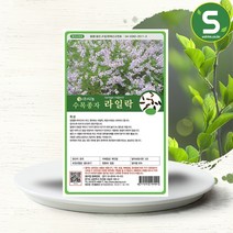 솔림텃밭몰 수목종자 라일락나무씨앗 20g 라일락나무종자 조경, 단품