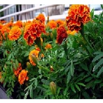 (좋은씨앗)메리골드 사파리 스카렛(약 20 립)