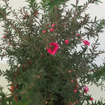 [해피그린 화원] 진홍색 꽃망울이 몽글몽글 호주매화 150 화원 농원, 1개