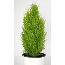 율마 중품 외목대 (50-65cm) 화분포함 - 공기정화 / 식용식물 / 인테리어 - 꽃보러가자