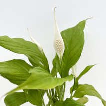 단연화 스파트필름 키우기 소품 실내 인테리어 공기정화식물 관엽식물