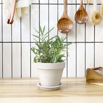 1+1 라벤더 키친허브 화분 세트 세이지 타임 장미허브 베란다 텃밭 허브 키우기, H02.라벤더, H14.오데코롱민트