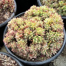 [올식스] 먼디철화, 1개