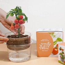 방울토마토 키우기 자동 물공급 식물 기르기 체험 씨앗 화분 키트, 단품, 단품