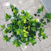 [성심] 꽃치자(대)159