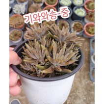 기와와송-중/암세포를 파괴하고 예방하는 항암에효과