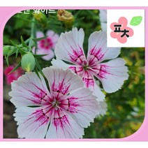 수염 패랭이꽃 화이트앤핑크 씨앗(50립) -패랭이꽃 사계패랭이 사계절패랭이 상록패랭이 수염패랭이 종자씨앗 꽃씨앗 채소씨앗 구근식물 야생화 약초 포천매화동농장 씨앗모음