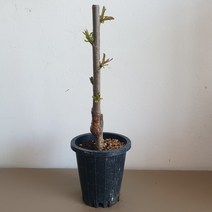체리나무 화분묘 라핀체리 자가수정 접목1년 화분채배송