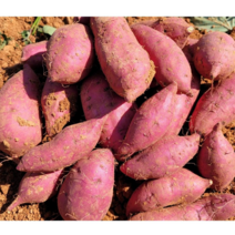 2022년 해남 달구미 꿀고구마, 꿀밤고구마 특상 10kg