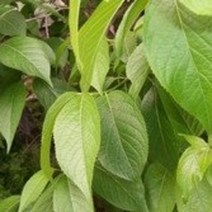 두충나무묘목 10주