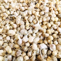 청년농부 국내산 충남 서산 달래씨앗 500g 단위 달래씨 달래모종 달래종자 달래종구