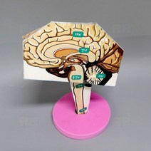 뇌 구조 만들기 1인/과학 실험 키트 교구 도구 만들기