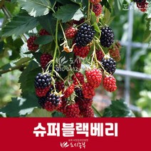 슈퍼블랙베리/슈퍼블랙베리묘목/근삽3년결실주/도시농