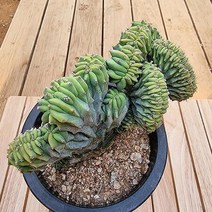 용신목철화 중품 키우기 쉬운 다육 화분1-250 랜덤발송, 단품