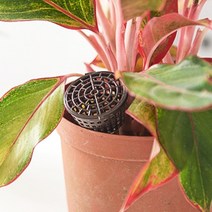 화분비료통 화단비료통 고체비료 화분가꾸기 바스켓 뚜껑형, 단일옵션