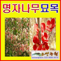 (D소망)명자나무묘목(키60-80센치) 5그루, 1개