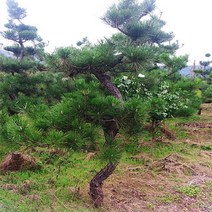 묘목/해송 (흑송) ( H0.8m )2주 W377