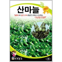 산마늘 40립/울릉도 마늘 텃밭 키우기 종자 씨앗