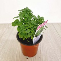 향이 좋은 스위트바질 키우기 쉬운 실내 공기청정 희귀 도매화원 식물, 상세페이지 참조, 단품