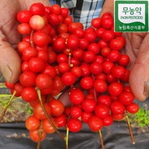 강원도 홍천 무농약 생 오미자 10kg 5kg 세척오미자 햇오미자 오미자청 오미자설탕절임 당절임 2023년, 세척생오미자 80%익음 5kg(페트통)