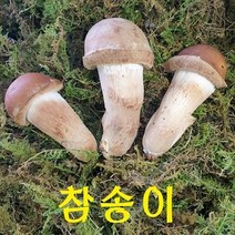 인생버섯 곡성 참송이버섯 500g/1kg (2시전주문 내일도착/국내산 친환경 산지직송), 1박스, 가정용 1Kg