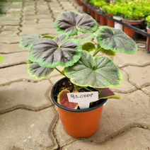 10~25cm 45 유럽제라늄 불스아이 페라고늄 소품