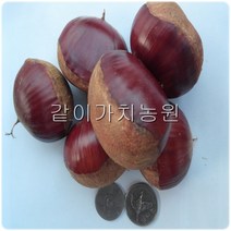 같이가치농원 밤나무 묘목 (옥광) 접목1년특묘