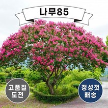 (나무85) 배롱나무(목백일홍) 12종 시리즈, 6.다이너마이트 R5내외 분, 1개